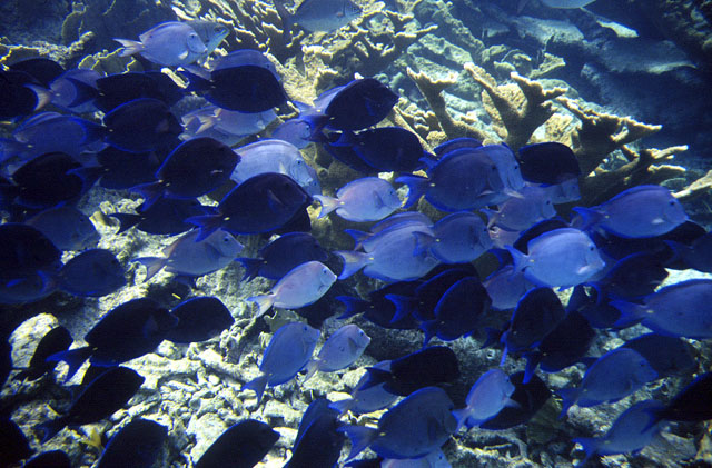 Blue Tang