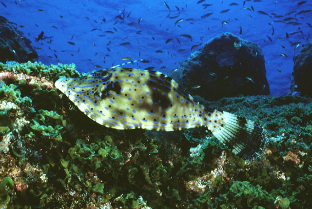 Scrawled Filefish