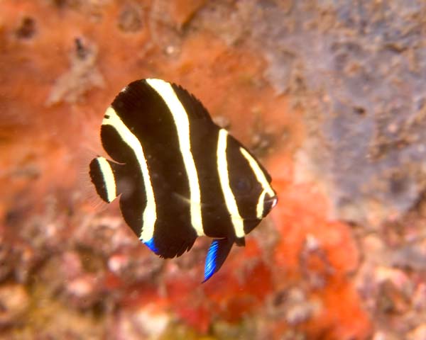 Gray Angelfish