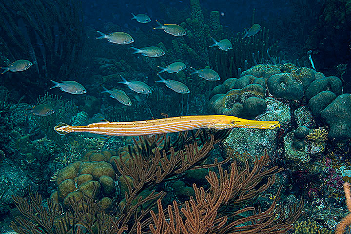 Trumpetfish