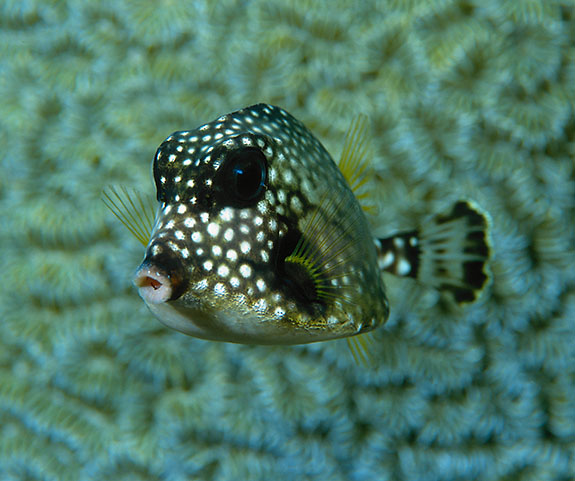 Smooth Trunkfish